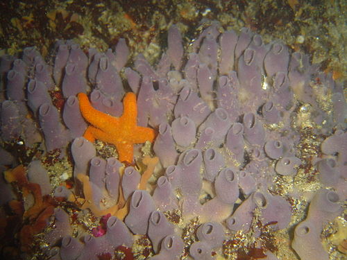 Turret sponge